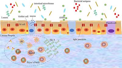 The Role of Intestinal Mucosal Barrier in Autoimmune Disease: A Potential Target